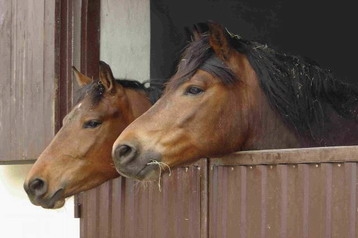 Polija Penzión Przyłęk, Eksterjers